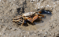 Macrophthalmus banzai