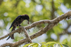 Dicrurus adsimilis