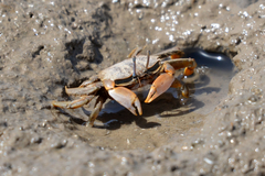 Macrophthalmus banzai