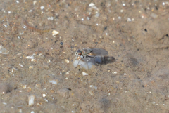 Ephydra glauca