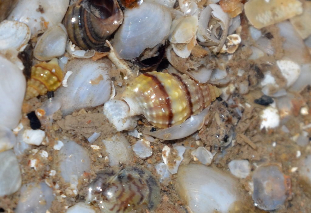 Nassarius festivus