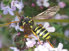 Nomada goodeniana
