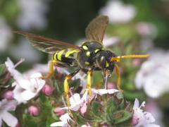 Nomada goodeniana