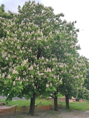 Aesculus hippocastanum
