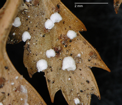 Flagelloscypha austrofilicis