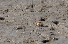 Macrophthalmus banzai