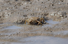 Macrophthalmus banzai