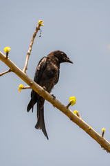 Dicrurus adsimilis