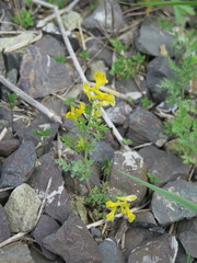 Corydalis speciosa