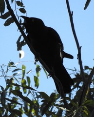 Corvus orru