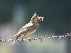 Galerida cristata meridionalis