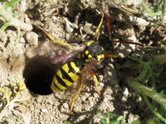 Nomada melathoracica