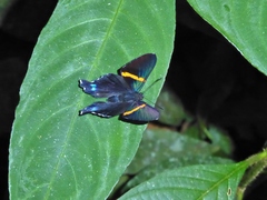 Ancyluris inca