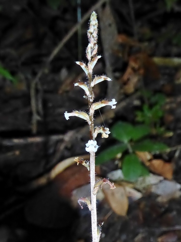 Microchilus tridax