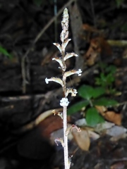 Microchilus tridax