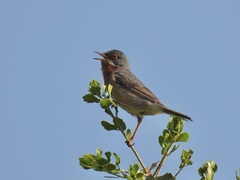 Curruca cantillans albistriata