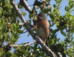 Curruca cantillans albistriata
