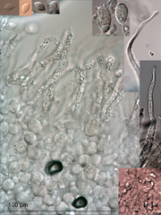 Flagelloscypha austrofilicis