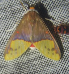 Epimolis