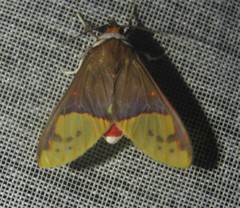 Epimolis