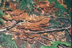 Rigidoporus aureofulvus