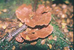 Rigidoporus aureofulvus