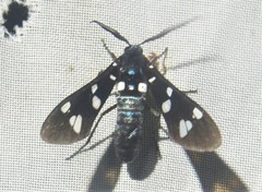 Syntomeida syntomoides