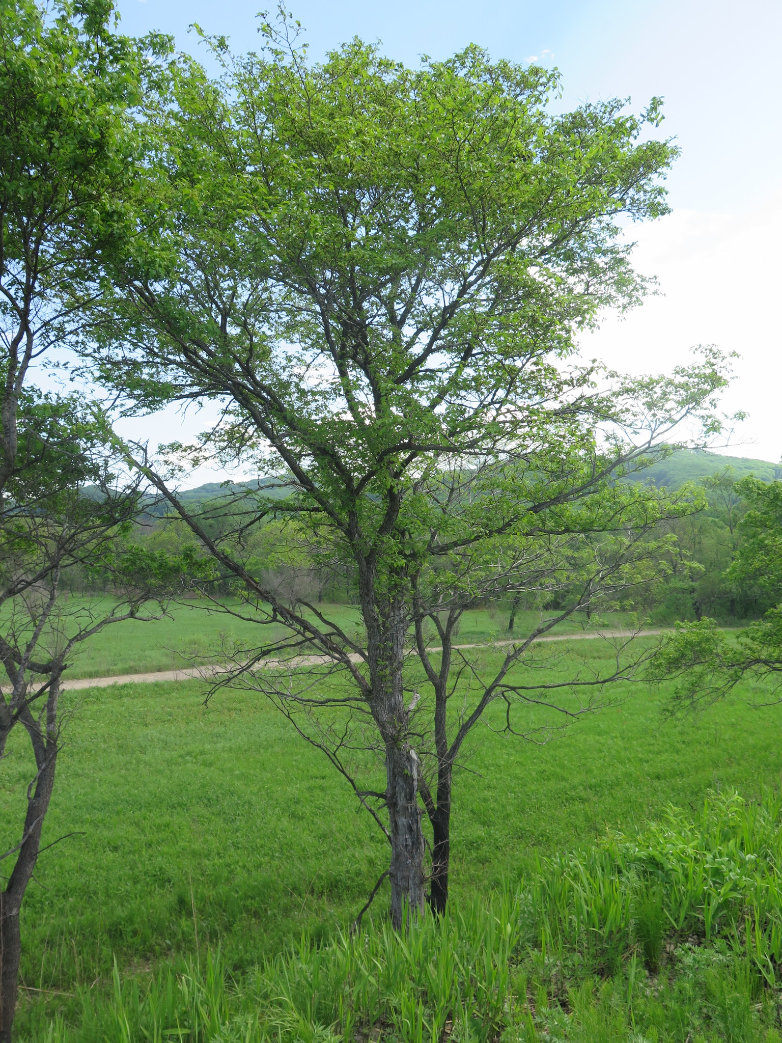 Ulmus davidiana var. japonica