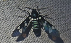 Syntomeida syntomoides