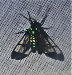 Cosmosoma xanthosticta