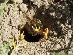 Nomada melathoracica