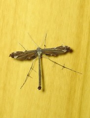 Tetraschalis arachnodes