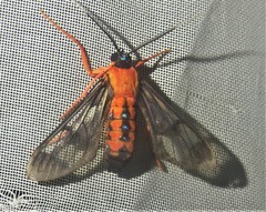 Cosmosoma sectinota