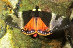 Dysschema marginalis