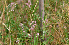 Apocynum venetum