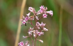 Apocynum venetum