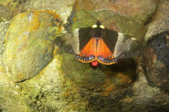 Dysschema marginalis