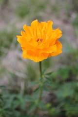 Trollius altaicus