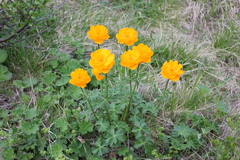 Trollius altaicus