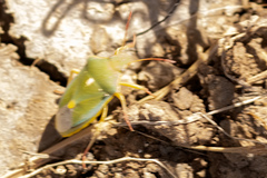 Brachynema purpureomarginatum triguttatum