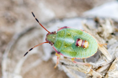 Brachynema