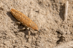 Lixus brevirostris