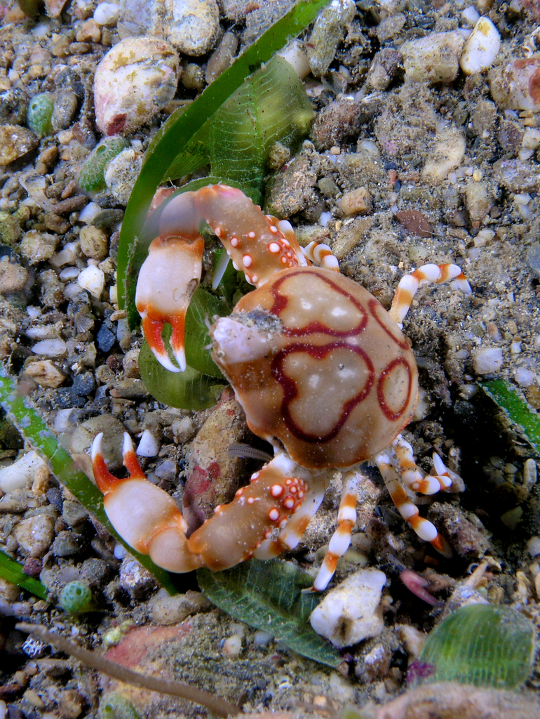 Painted Pebble Crab