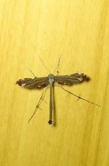 Tetraschalis arachnodes