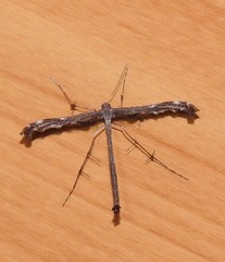 Tetraschalis arachnodes