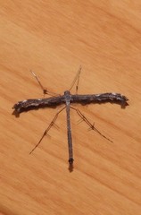 Tetraschalis arachnodes