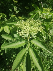 Sambucus nigra