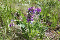 Oxytropis alpina
