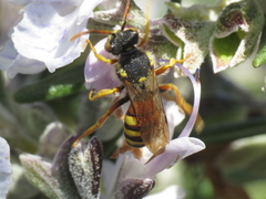 Nomada bifasciata