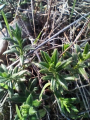 Gonocarpus elatus
